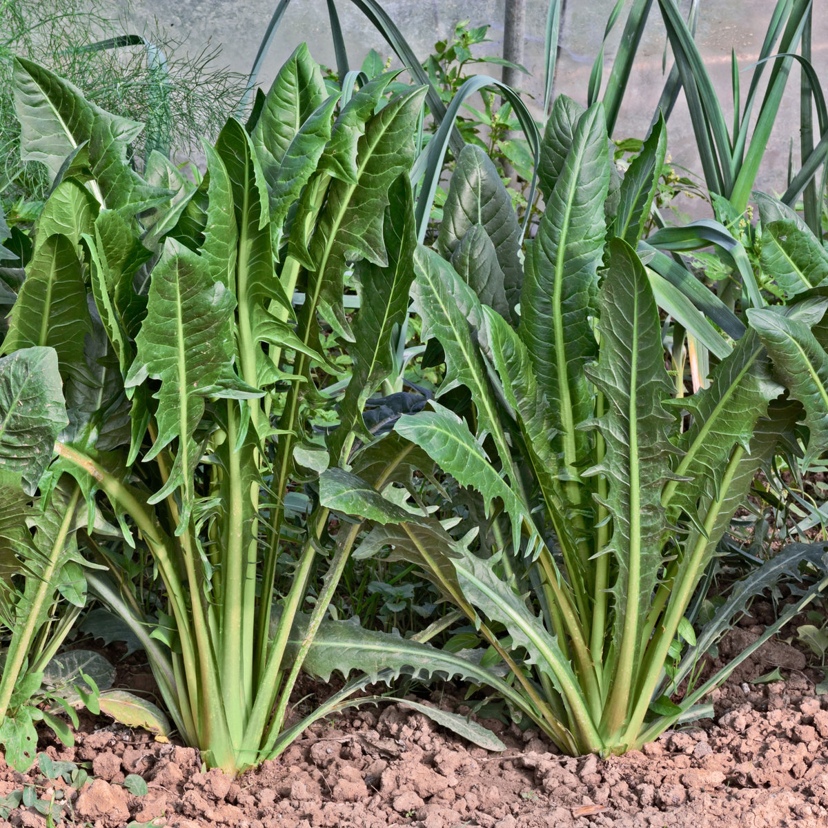 Blue Chicory Seeds - Coffee Substitute Herbs, 205 seeds
