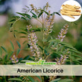 45 Seeds| American Licorice Seeds - Glycyrrhiza lepidota Perennial Medicinal Herb with Fragrant Blooms for Herbal Gardens and Pollinator Friendly, Nitrogen-Fixing, Pollinator Friendly, Soil Improving, Easy to Grow#6012
