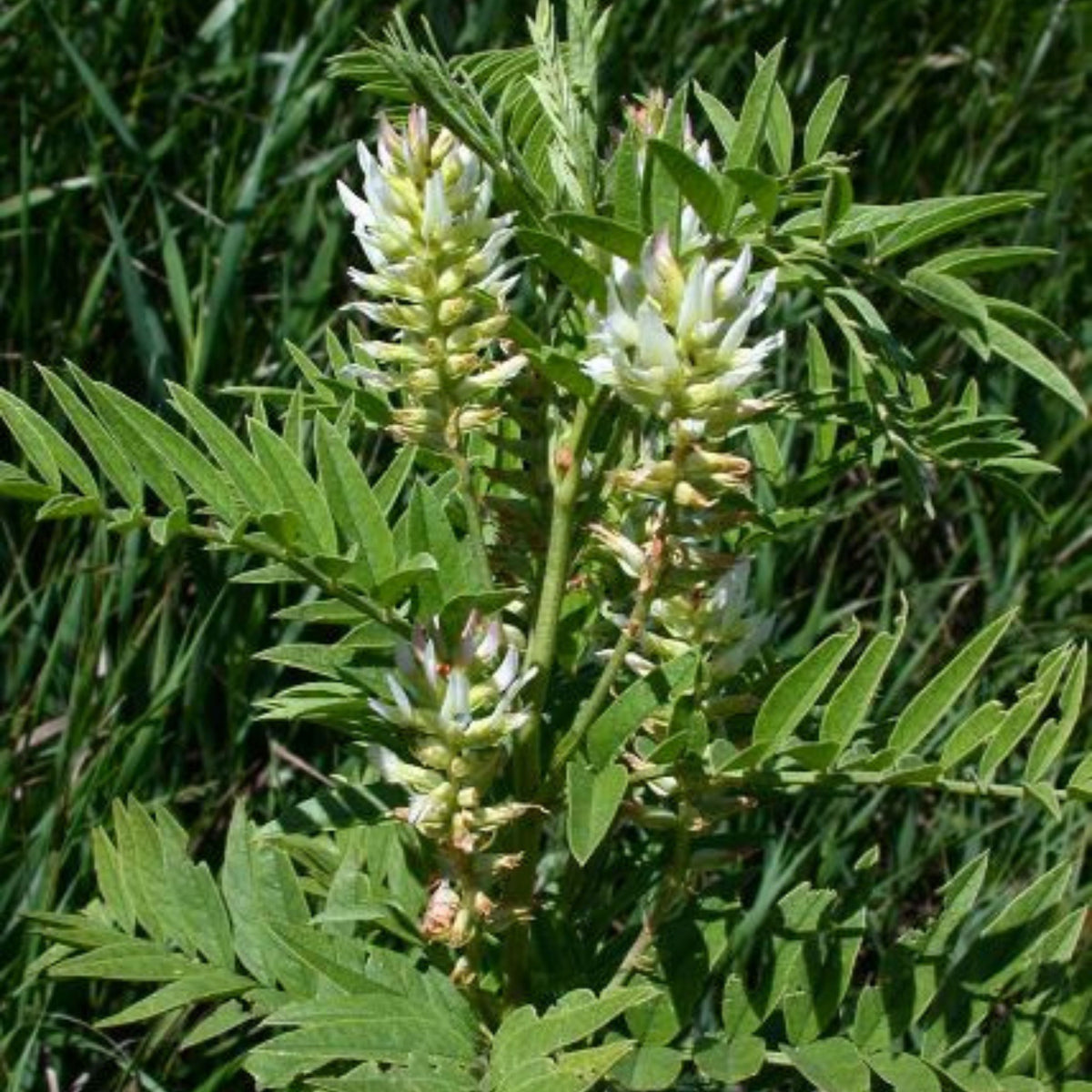 American Licorice Seeds - Nitrogen, Fixing, 45 seeds