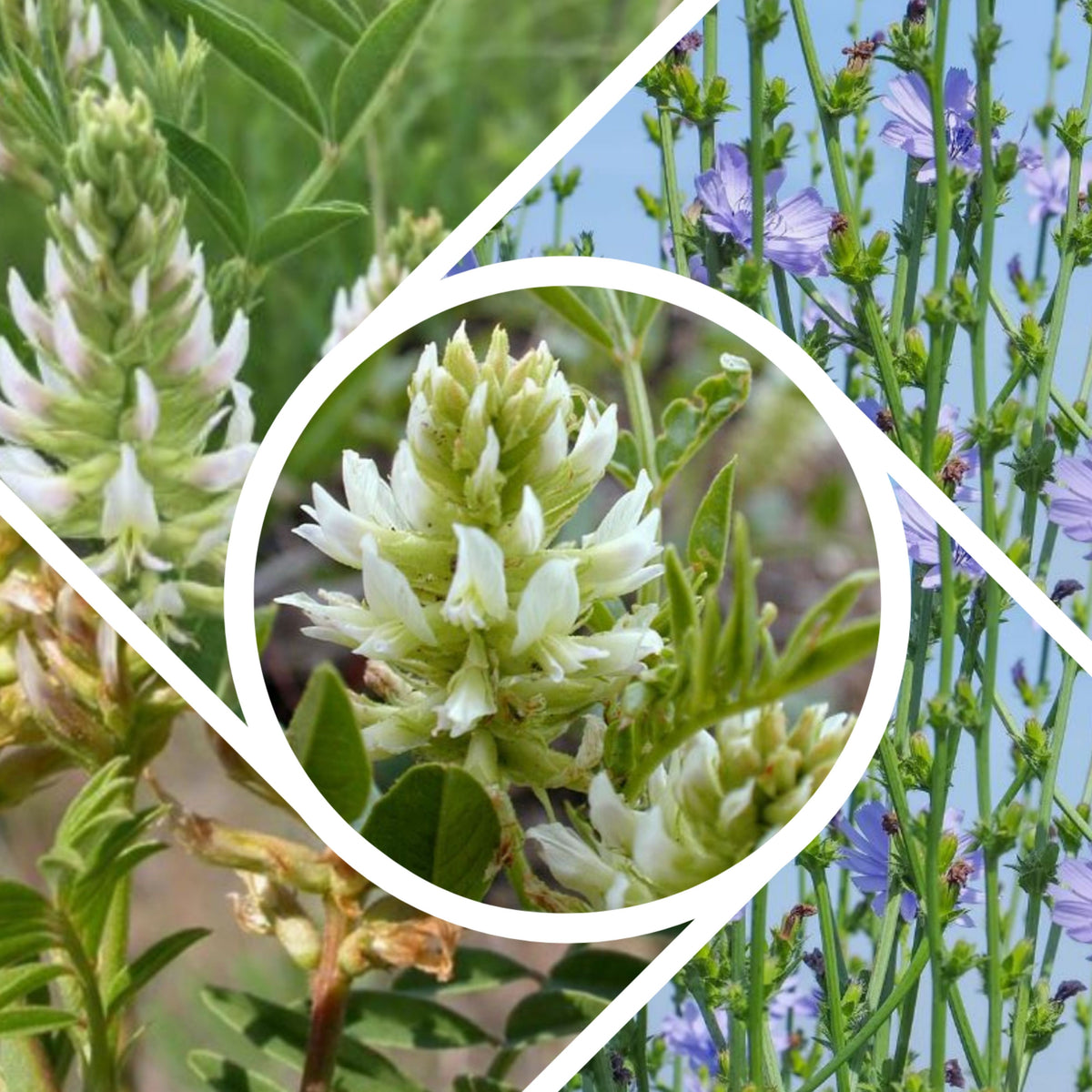 American Licorice Seeds - Nitrogen, Fixing, 45 seeds