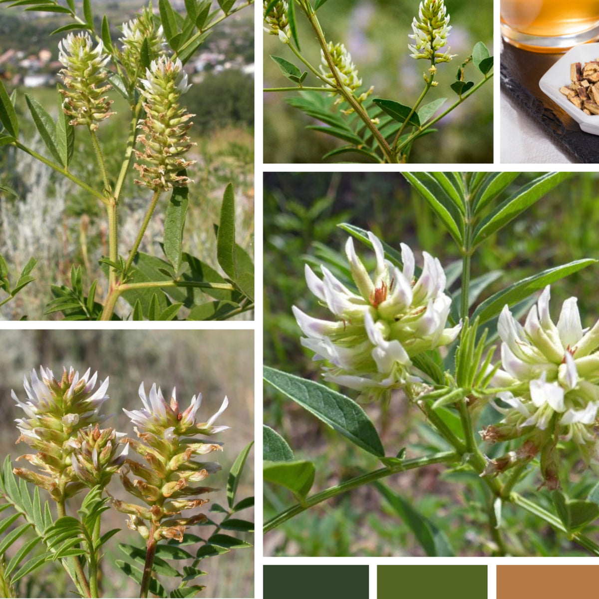 American Licorice Seeds - Nitrogen, Fixing, 45 seeds