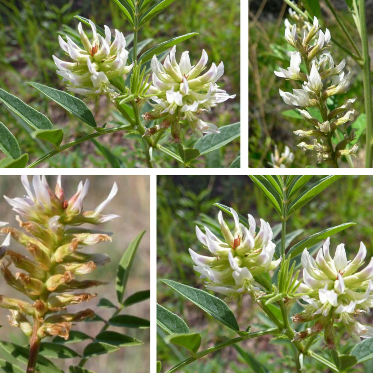American Licorice Seeds - Nitrogen, Fixing, 45 seeds