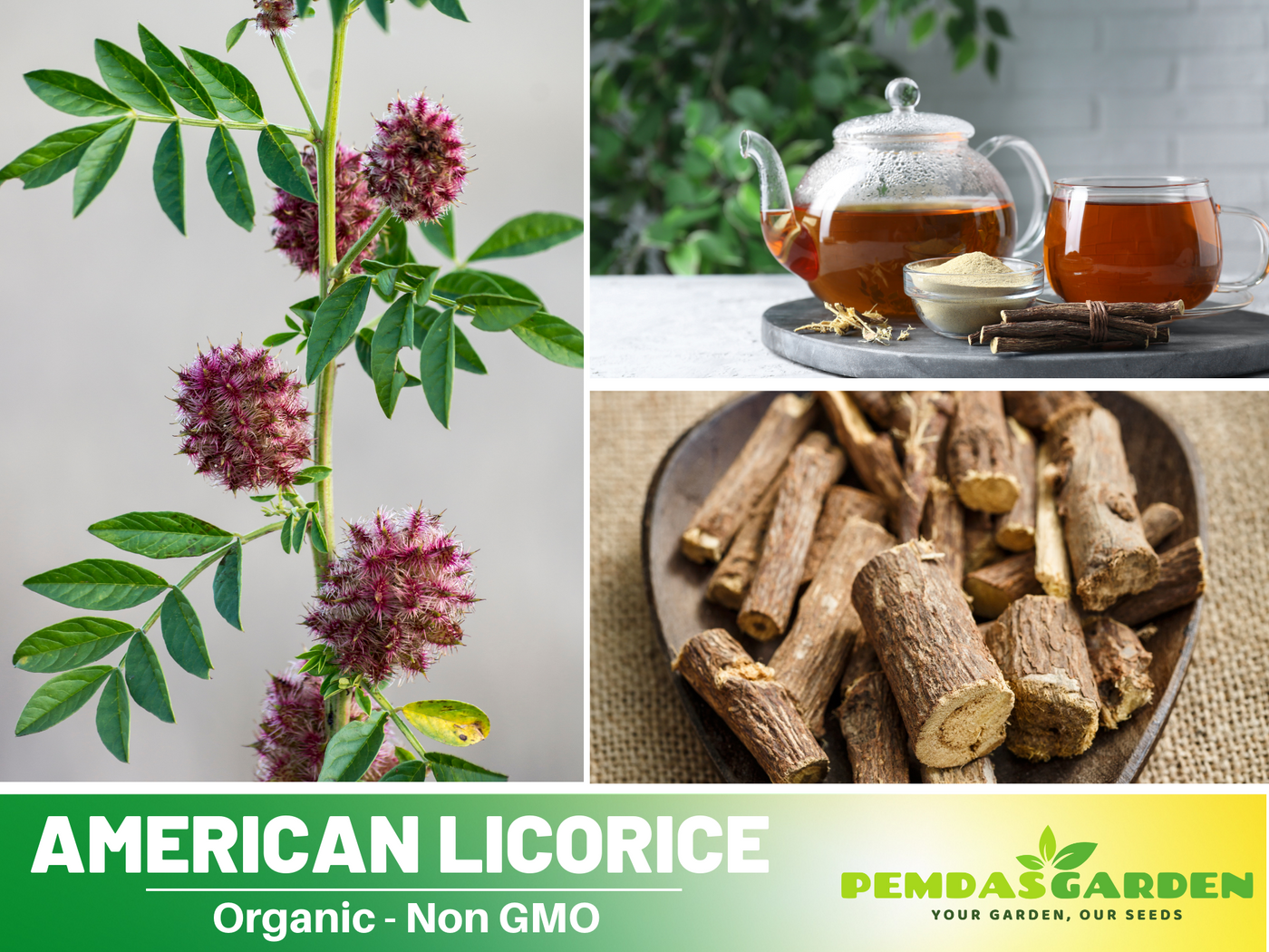 liquorice plant seeds 45 Seeds| American Licorice Seeds