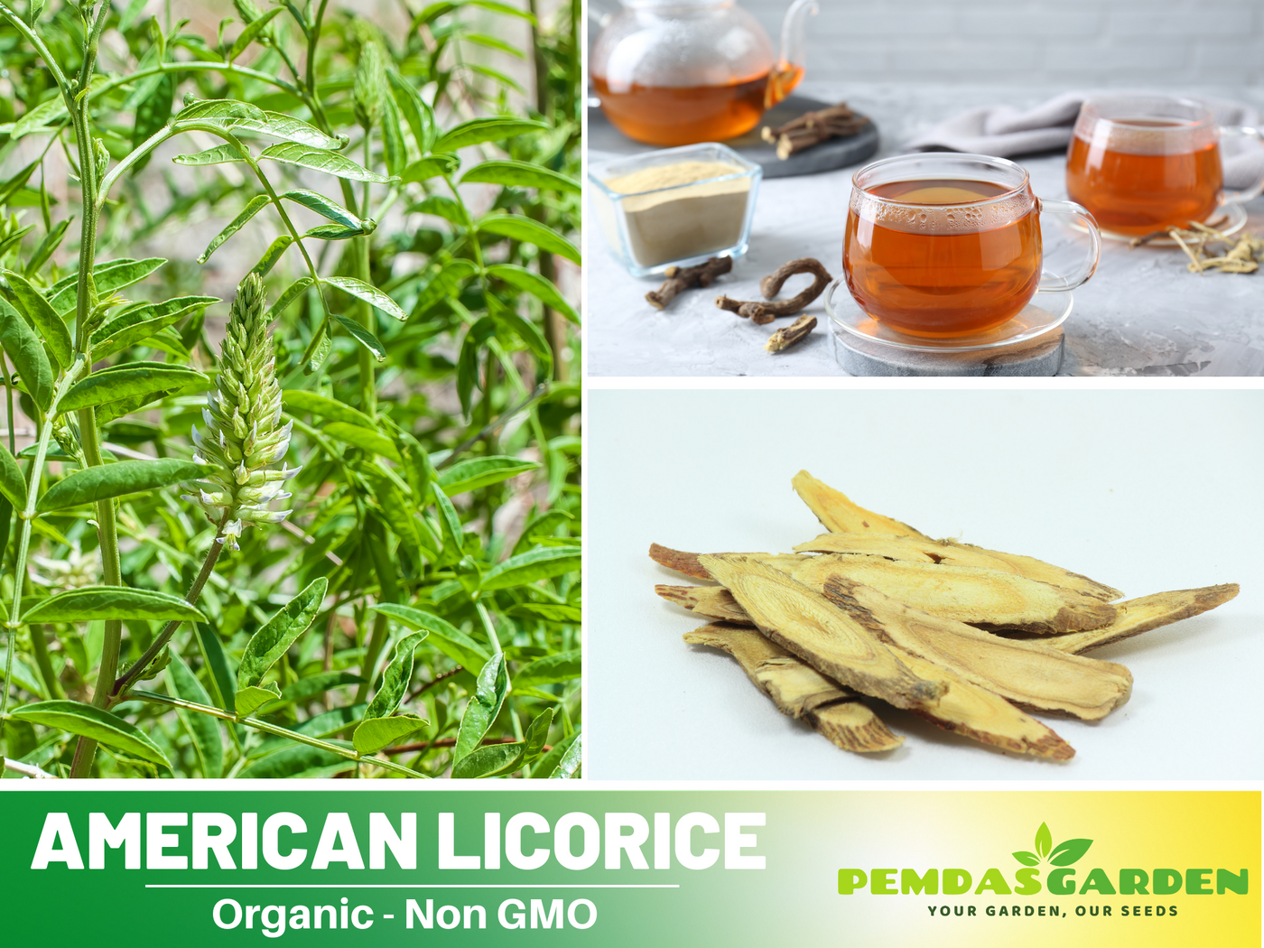 plant with licorice flavored seeds 45 Seeds| American Licorice Seeds