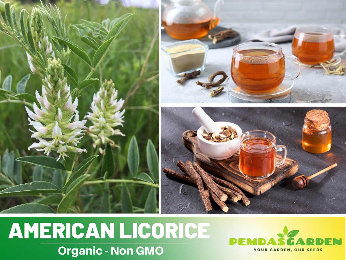 45 Seeds| American Licorice Seeds- Medicinal Herbs Seeds #6012