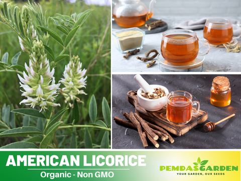 plants with licorice-flavored seeds 45 Seeds| American Licorice Seeds