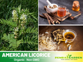 45 Seeds| American Licorice Seeds - Glycyrrhiza lepidota Perennial Medicinal Herb with Fragrant Blooms for Herbal Gardens and Pollinator Friendly, Nitrogen-Fixing, Pollinator Friendly, Soil Improving, Easy to Grow#6012
