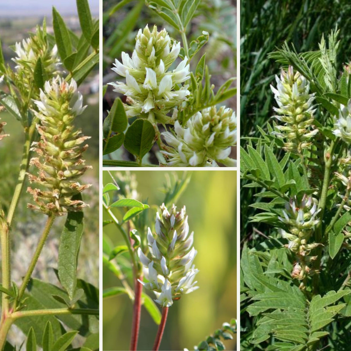 American Licorice Seeds - Nitrogen, Fixing, 45 seeds