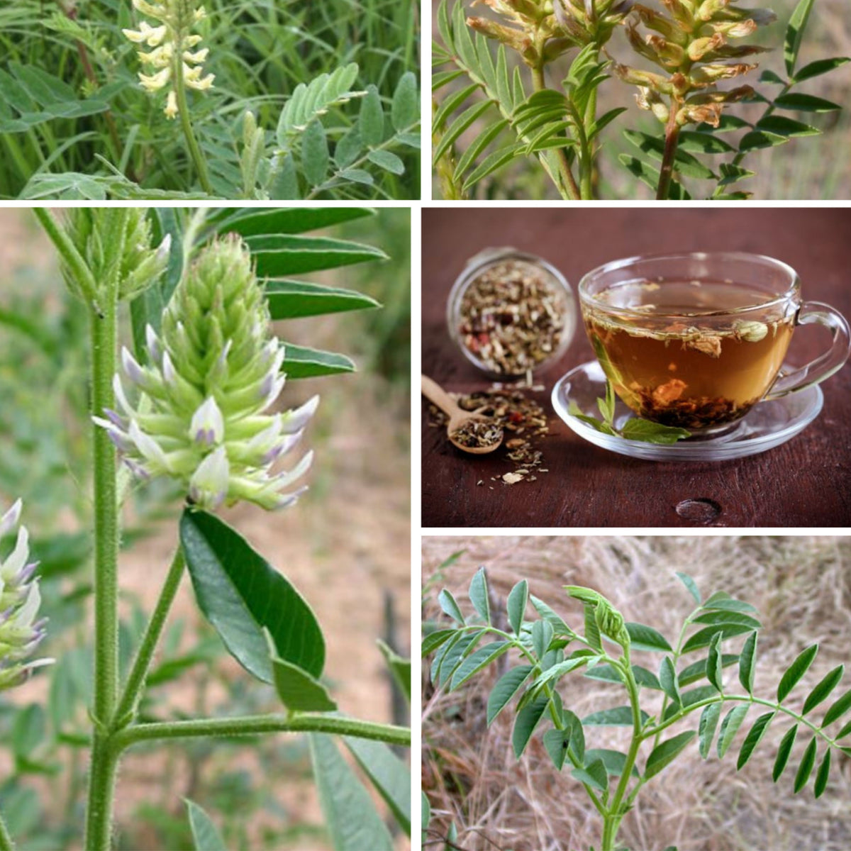 American Licorice Seeds - Nitrogen, Fixing, 45 seeds