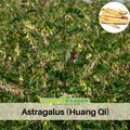 27 Seeds| Huang Qi - Astragalus membranaceus - Perennial Medicinal Herb for Herbal Wellness Garden and Pollinator Friendly, Adaptogenic Root, Easy to Grow, Soil Improving Legume #6013