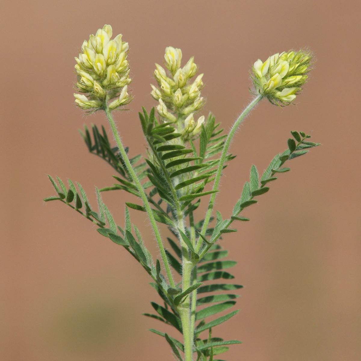 Huang Qi Seeds - Astragalus Membranaceus, Adaptogenic Root, 27 seeds