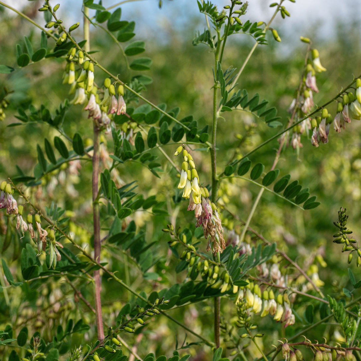 American Licorice Seeds - Nitrogen, Fixing, 45 seeds