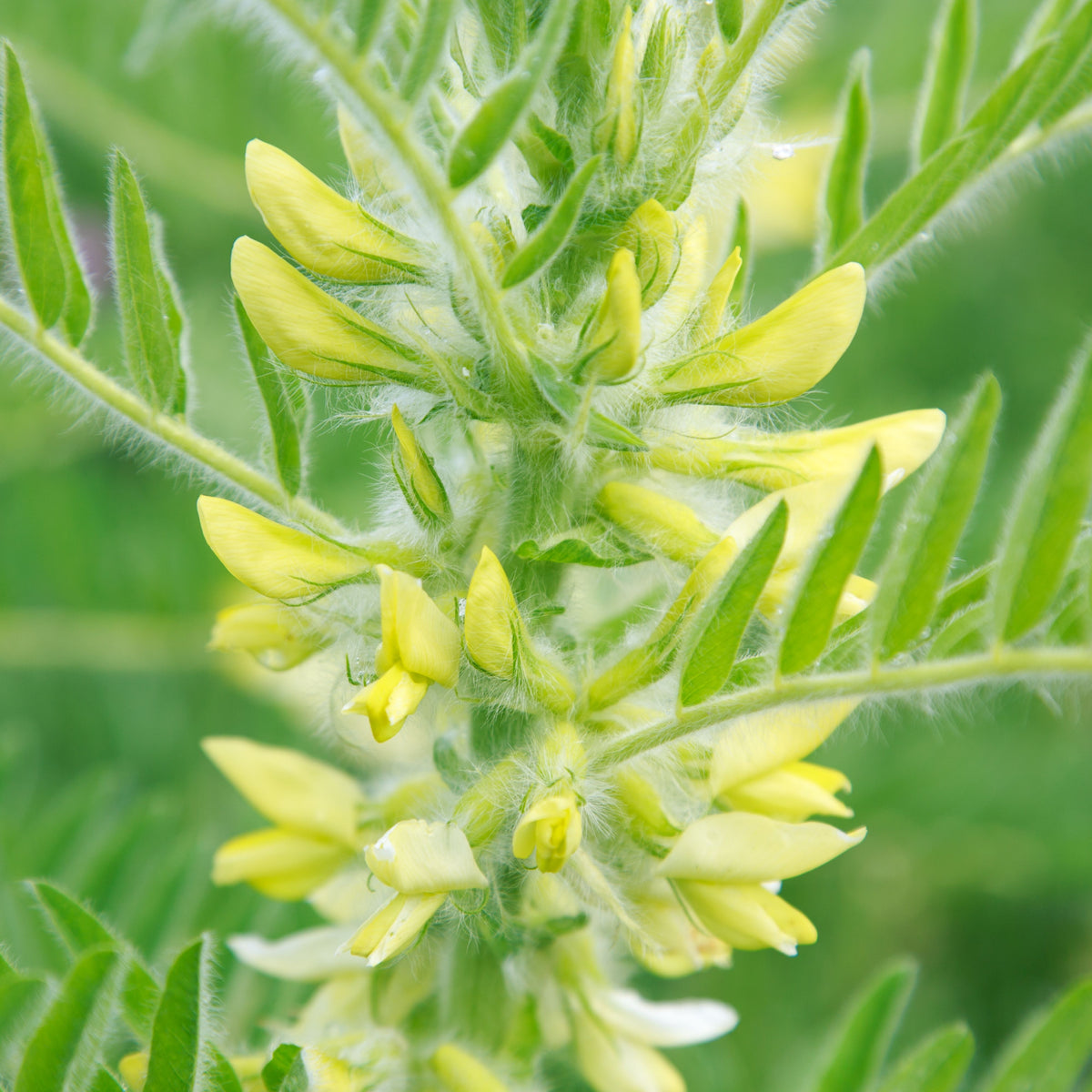 Huang Qi Seeds - Astragalus Membranaceus, Adaptogenic Root, 27 seeds