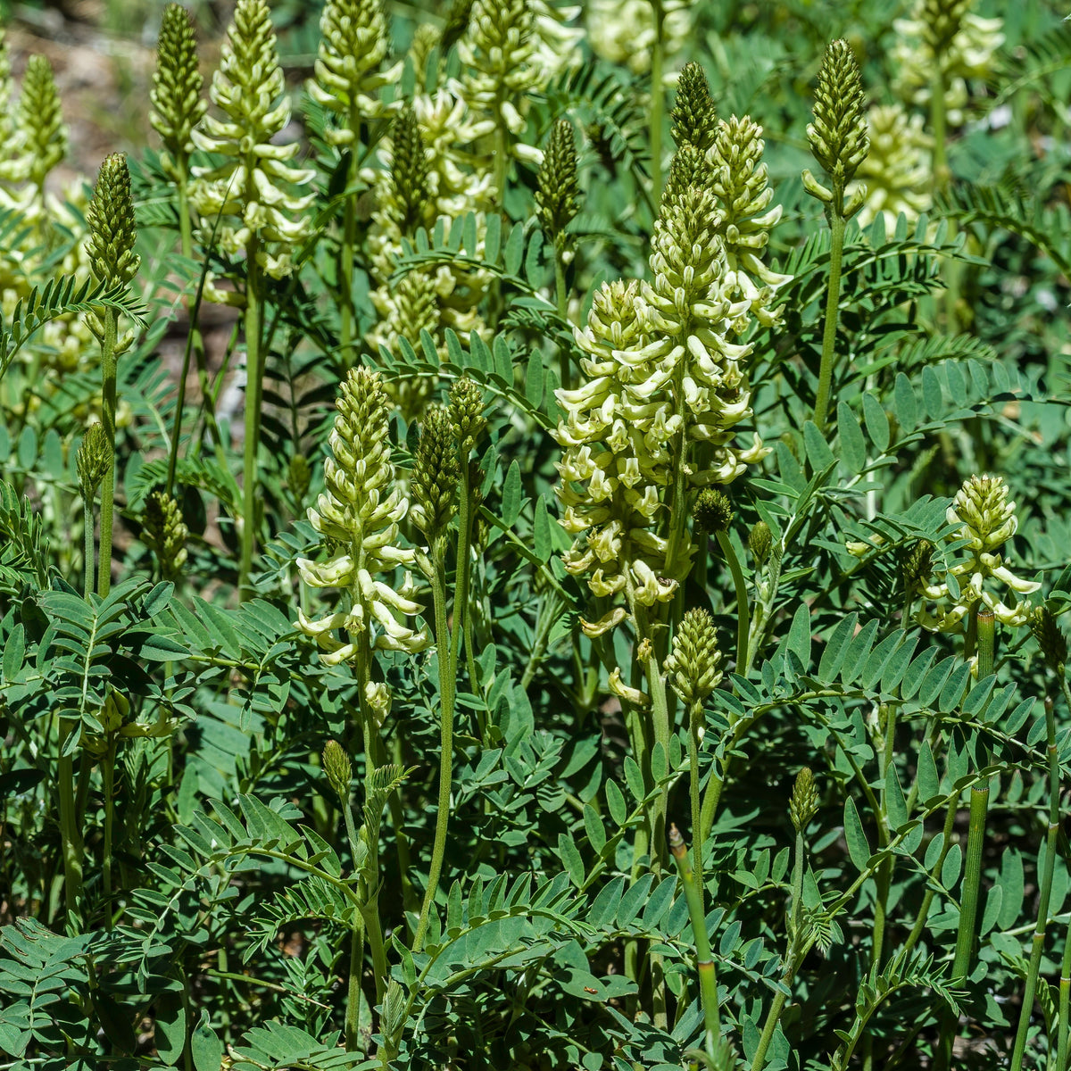 Huang Qi Seeds - Astragalus Membranaceus, Adaptogenic Root, 27 seeds