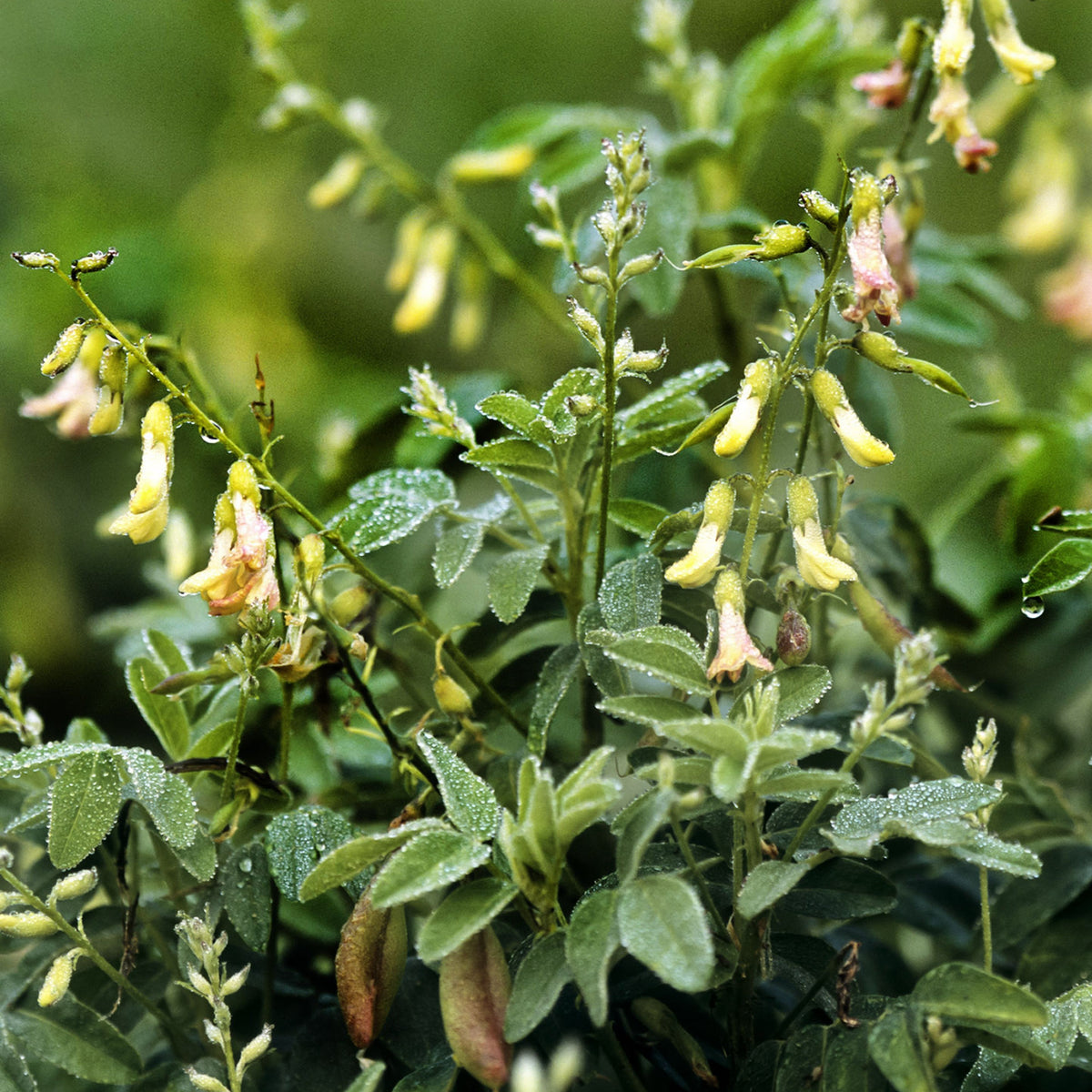 Huang Qi Seeds - Astragalus Membranaceus, Adaptogenic Root, 27 seeds