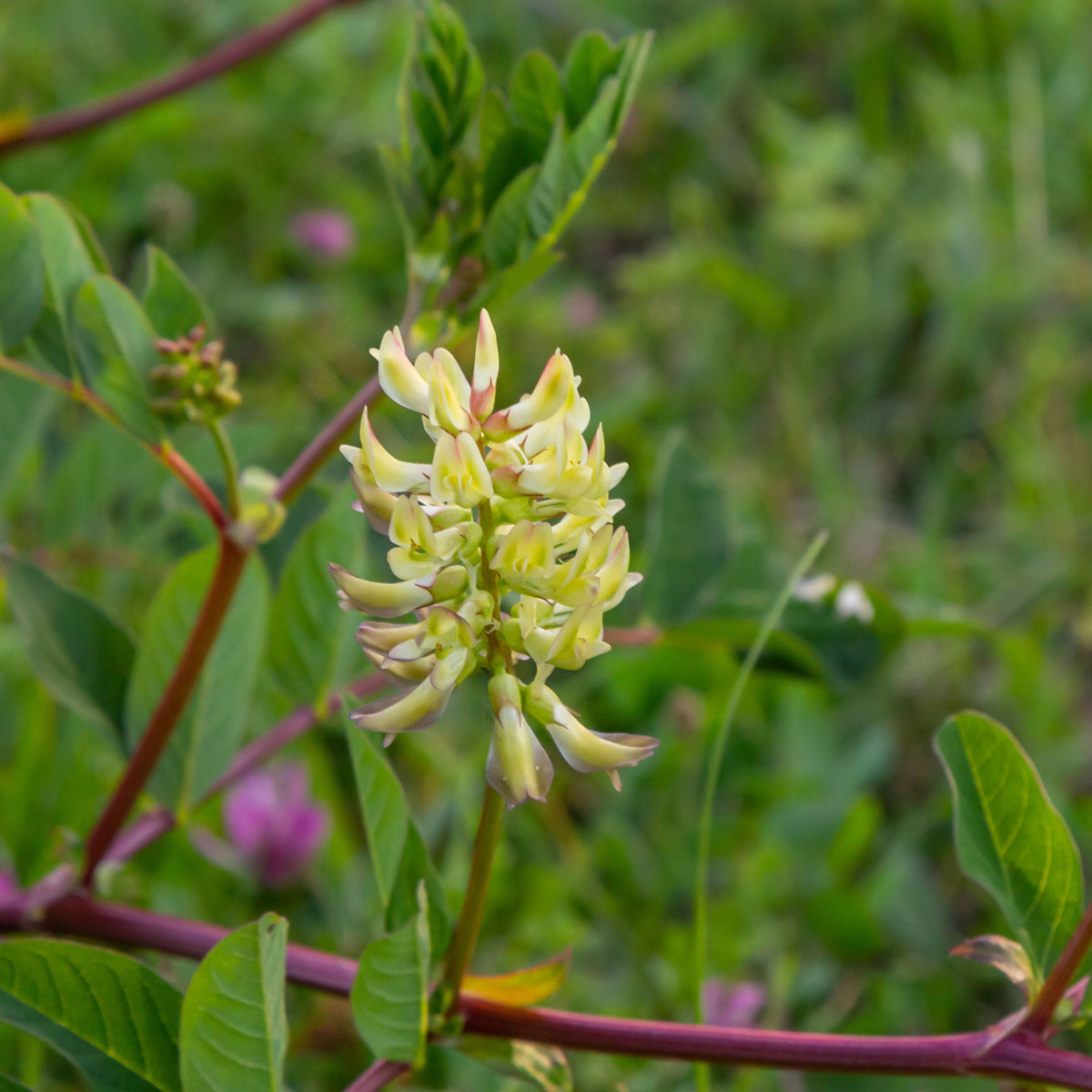 Huang Qi Seeds - Astragalus Membranaceus, Adaptogenic Root, 27 seeds