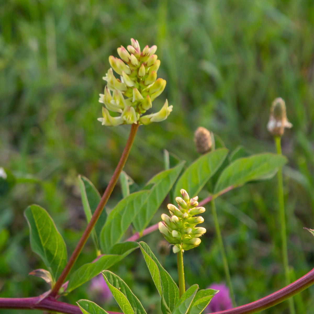Huang Qi Seeds - Astragalus Membranaceus, Adaptogenic Root, 27 seeds