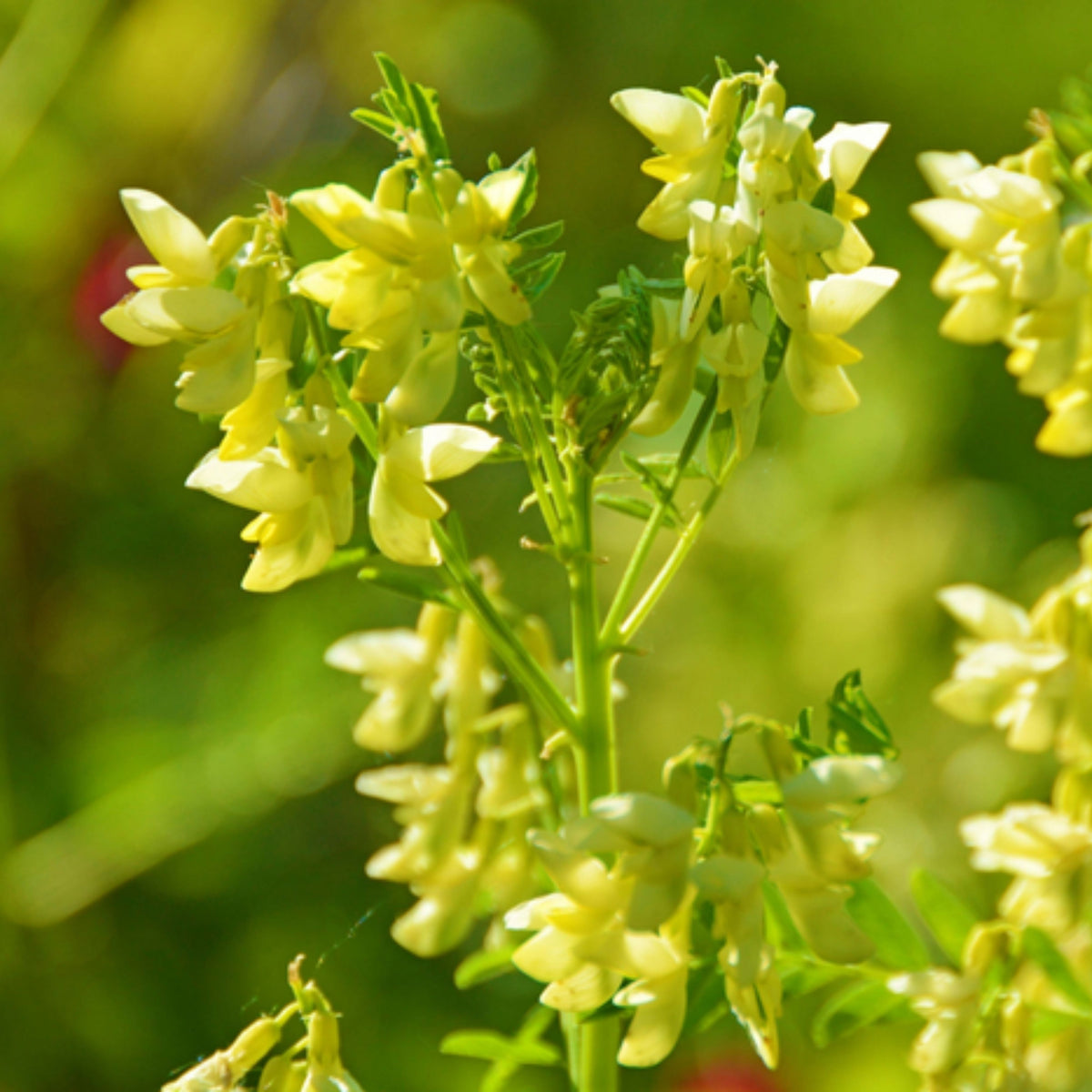 Huang Qi Seeds - Astragalus Membranaceus, Adaptogenic Root, 27 seeds