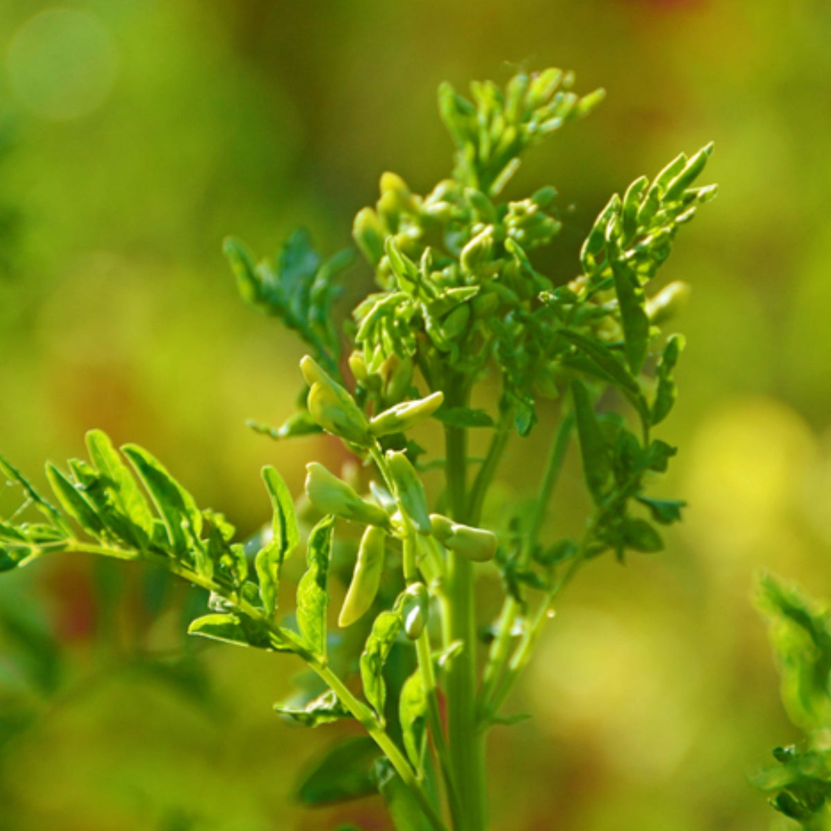 Huang Qi Seeds - Astragalus Membranaceus, Adaptogenic Root, 27 seeds
