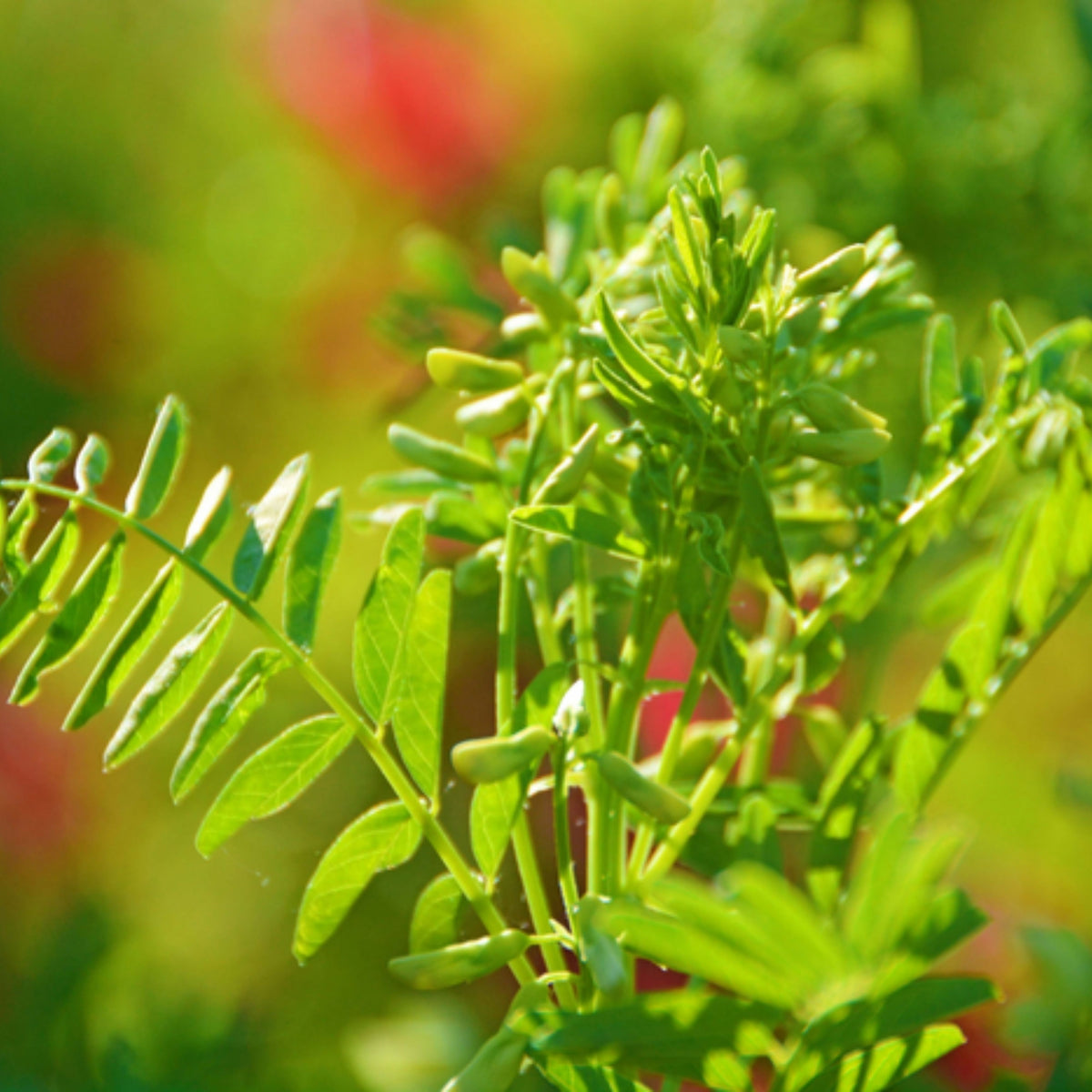 Huang Qi Seeds - Astragalus Membranaceus, Adaptogenic Root, 27 seeds