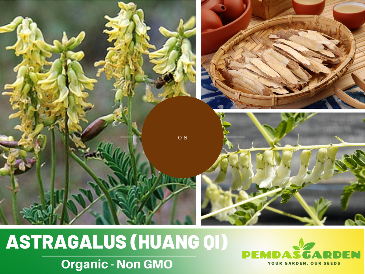 27 Seeds| Astragalus  (Huang Qi)  Seeds - Medicinal Herbs Seeds #6013