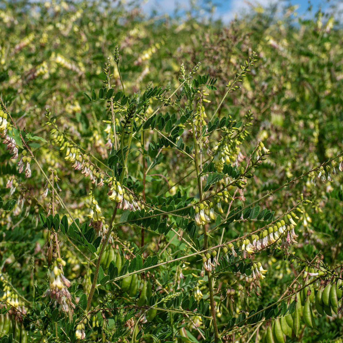 American Licorice Seeds - Nitrogen, Fixing, 45 seeds