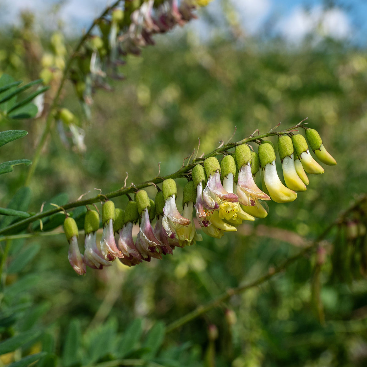 American Licorice Seeds - Nitrogen, Fixing, 45 seeds