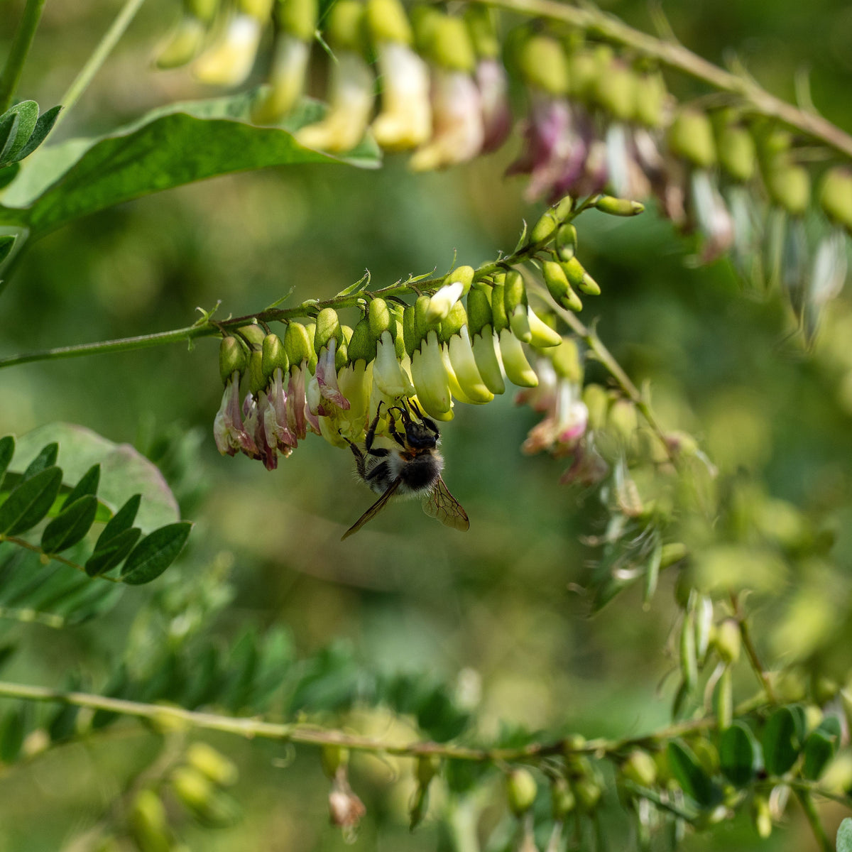American Licorice Seeds - Nitrogen, Fixing, 45 seeds