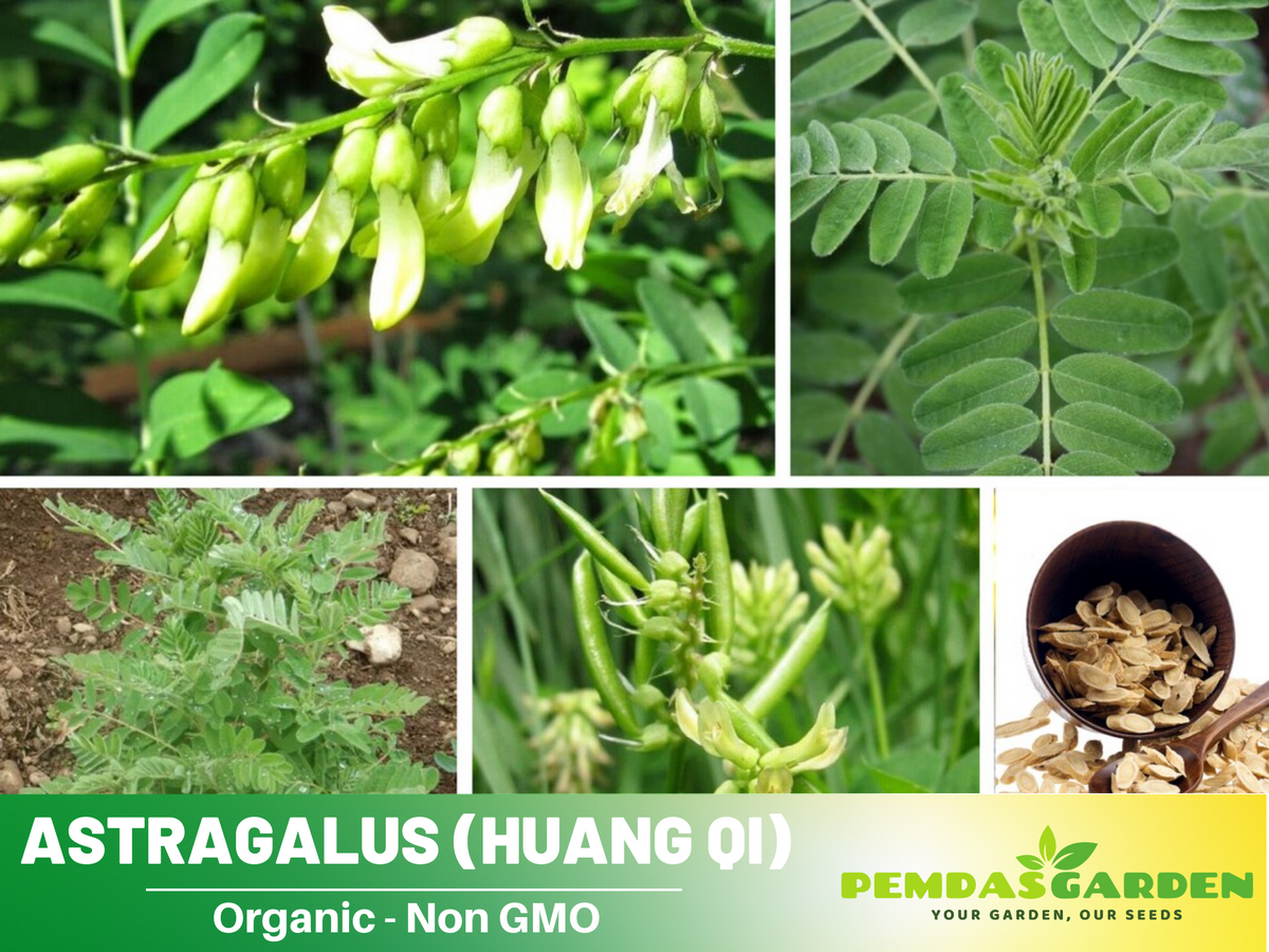 27 Seeds| Astragalus  (Huang Qi) Seeds- Medicinal Herbs Seeds #6013