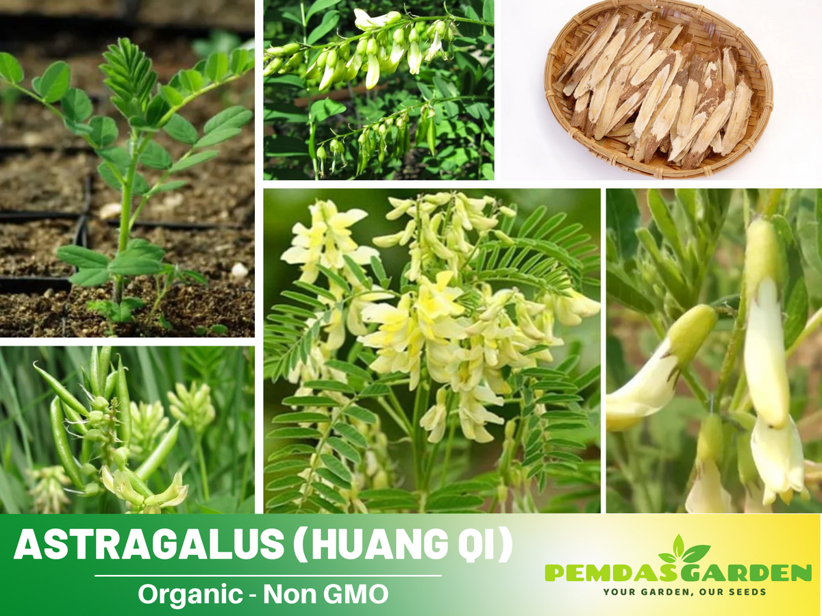 27 Seeds| Astragalus  (Huang Qi)  Seeds - Medicinal Herbs Seeds #6013