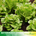 505 Seeds| Buttercrunch Lettuce Seeds - Buttercrunch Lettuce Seeds - Lactuca sativa - Butterhead Lettuce- Heirloom Loose Leaf Butterhead Lettuce Easy to Grow Cool Season Vegetable for Garden and Containers