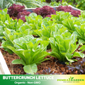 505 Seeds| Buttercrunch Lettuce Seeds - Buttercrunch Lettuce Seeds - Lactuca sativa - Butterhead Lettuce- Heirloom Loose Leaf Butterhead Lettuce Easy to Grow Cool Season Vegetable for Garden and Containers