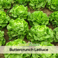 505 Seeds| Buttercrunch Lettuce Seeds - Buttercrunch Lettuce Seeds - Lactuca sativa - Butterhead Lettuce- Heirloom Loose Leaf Butterhead Lettuce Easy to Grow Cool Season Vegetable for Garden and Containers