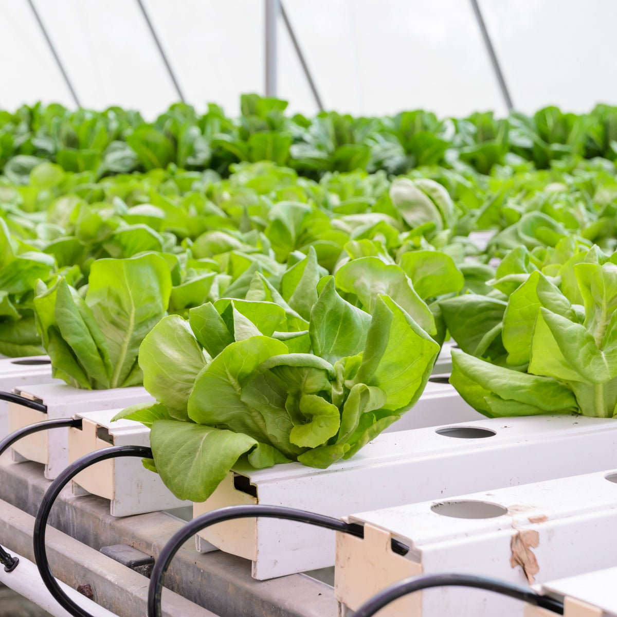 Buttercrunch Lettuce Seeds - Lactuca Sativa, 505 seeds