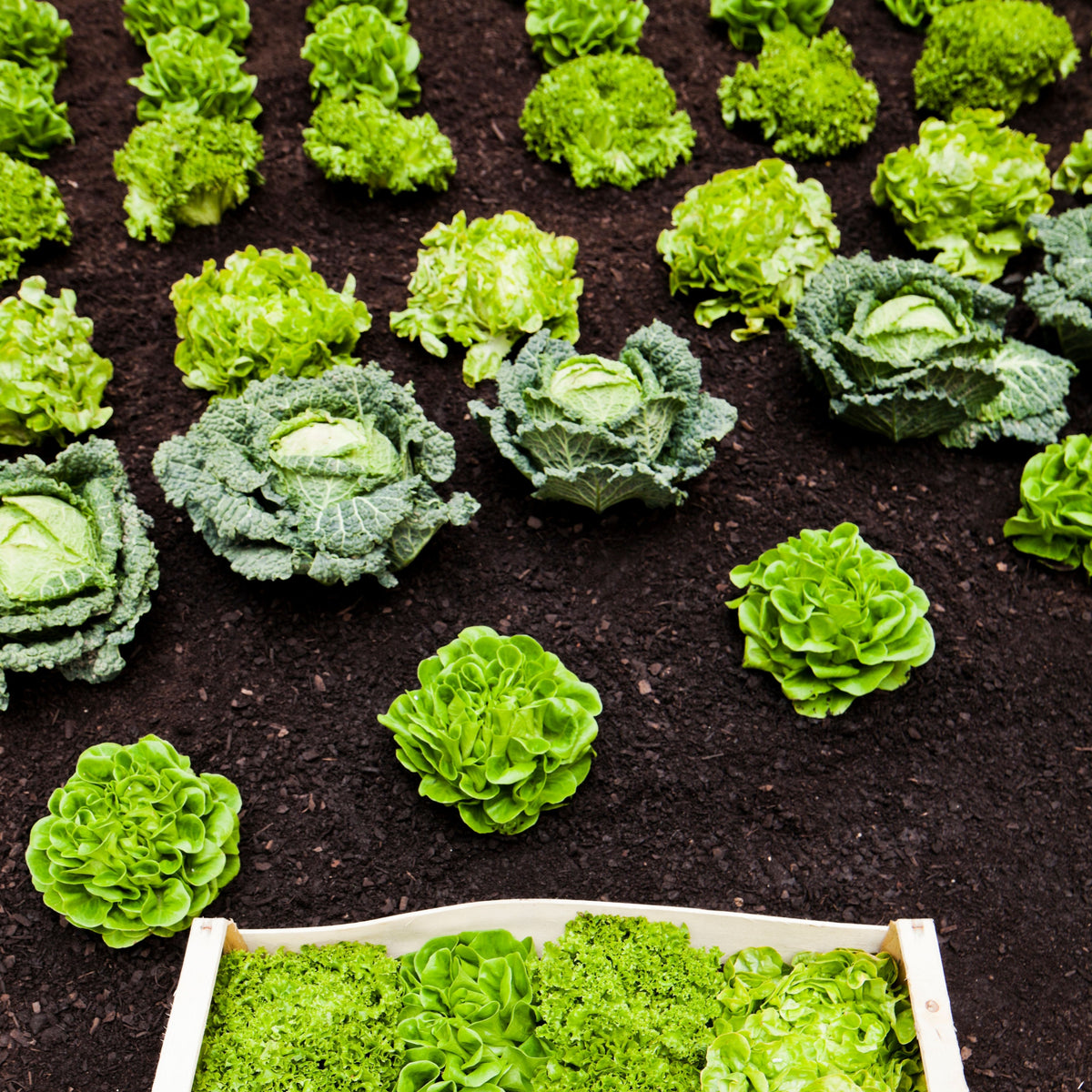 Buttercrunch Lettuce Seeds - Lactuca Sativa, 505 seeds