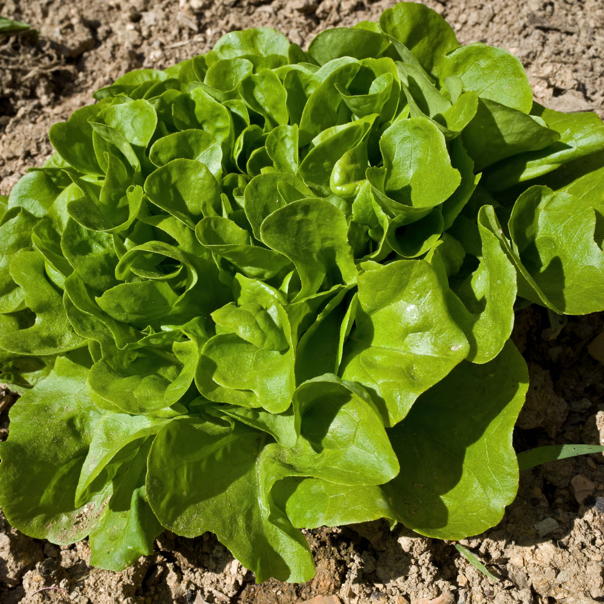 Buttercrunch Lettuce Seeds - Lactuca Sativa, 505 seeds