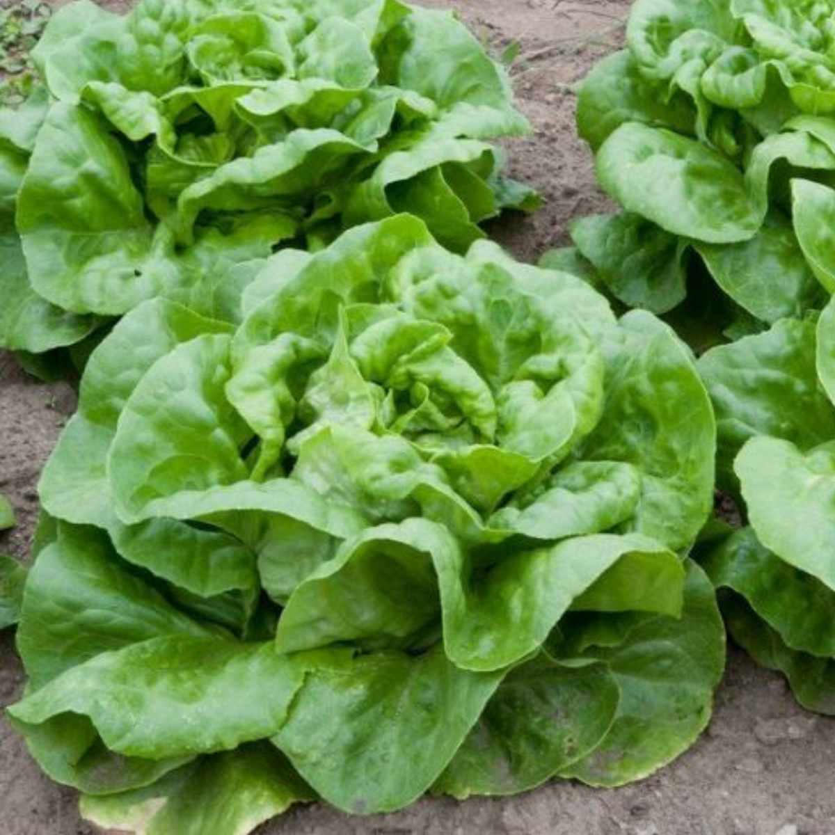 505 Seeds| Buttercrunch Lettuce Seeds - Buttercrunch Lettuce Seeds - Lactuca sativa - Butterhead Lettuce- Heirloom Loose Leaf Butterhead Lettuce Easy to Grow Cool Season Vegetable for Garden and Containers