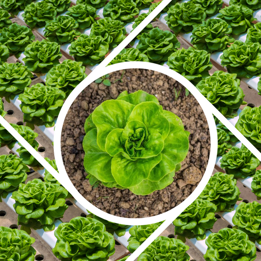 Buttercrunch Lettuce Seeds - Lactuca Sativa, 505 seeds