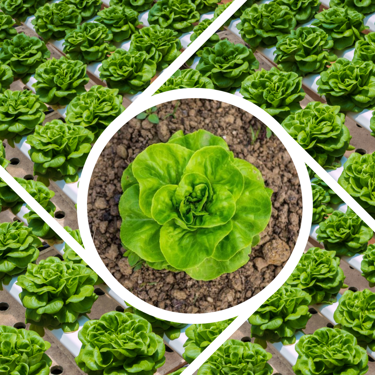 505 Seeds| Buttercrunch Lettuce Seeds - Buttercrunch Lettuce Seeds - Lactuca sativa - Butterhead Lettuce- Heirloom Loose Leaf Butterhead Lettuce Easy to Grow Cool Season Vegetable for Garden and Containers