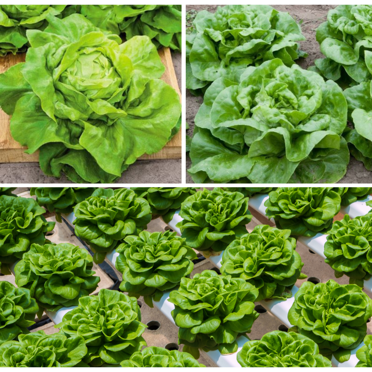 505 Seeds| Buttercrunch Lettuce Seeds - Buttercrunch Lettuce Seeds - Lactuca sativa - Butterhead Lettuce- Heirloom Loose Leaf Butterhead Lettuce Easy to Grow Cool Season Vegetable for Garden and Containers