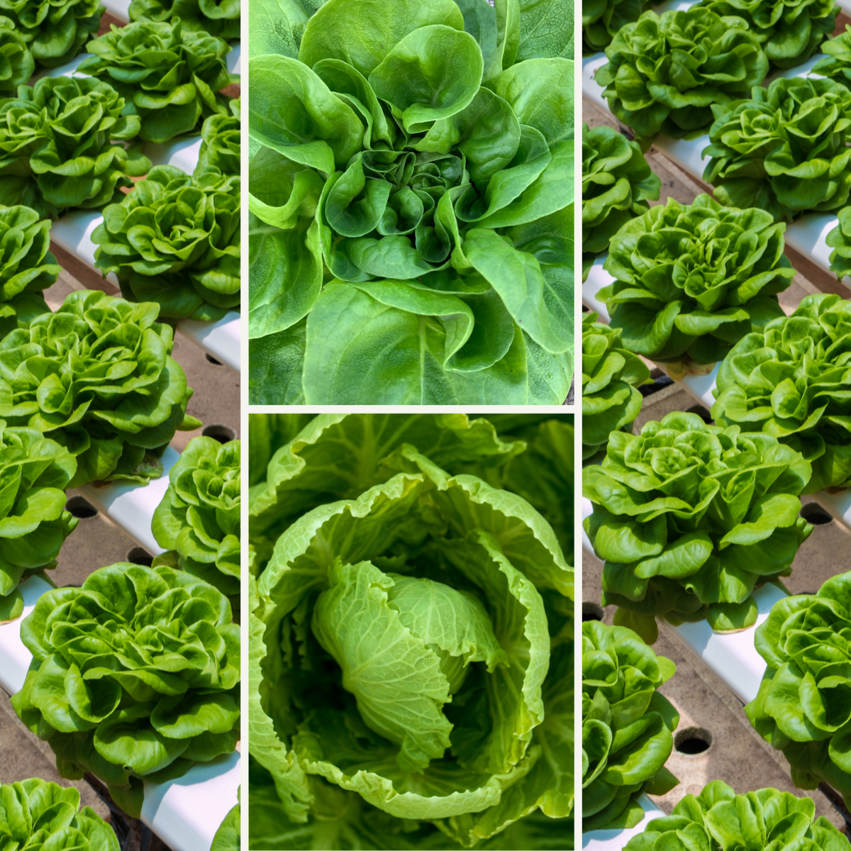 505 Seeds| Buttercrunch Lettuce Seeds - Buttercrunch Lettuce Seeds - Lactuca sativa - Butterhead Lettuce- Heirloom Loose Leaf Butterhead Lettuce Easy to Grow Cool Season Vegetable for Garden and Containers