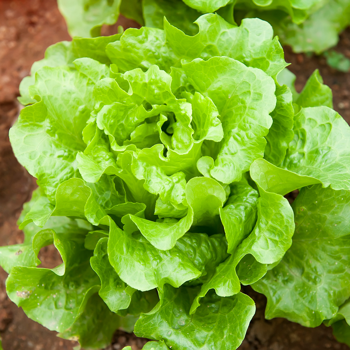 505 Seeds| Buttercrunch Lettuce Seeds - Buttercrunch Lettuce Seeds - Lactuca sativa - Butterhead Lettuce- Heirloom Loose Leaf Butterhead Lettuce Easy to Grow Cool Season Vegetable for Garden and Containers