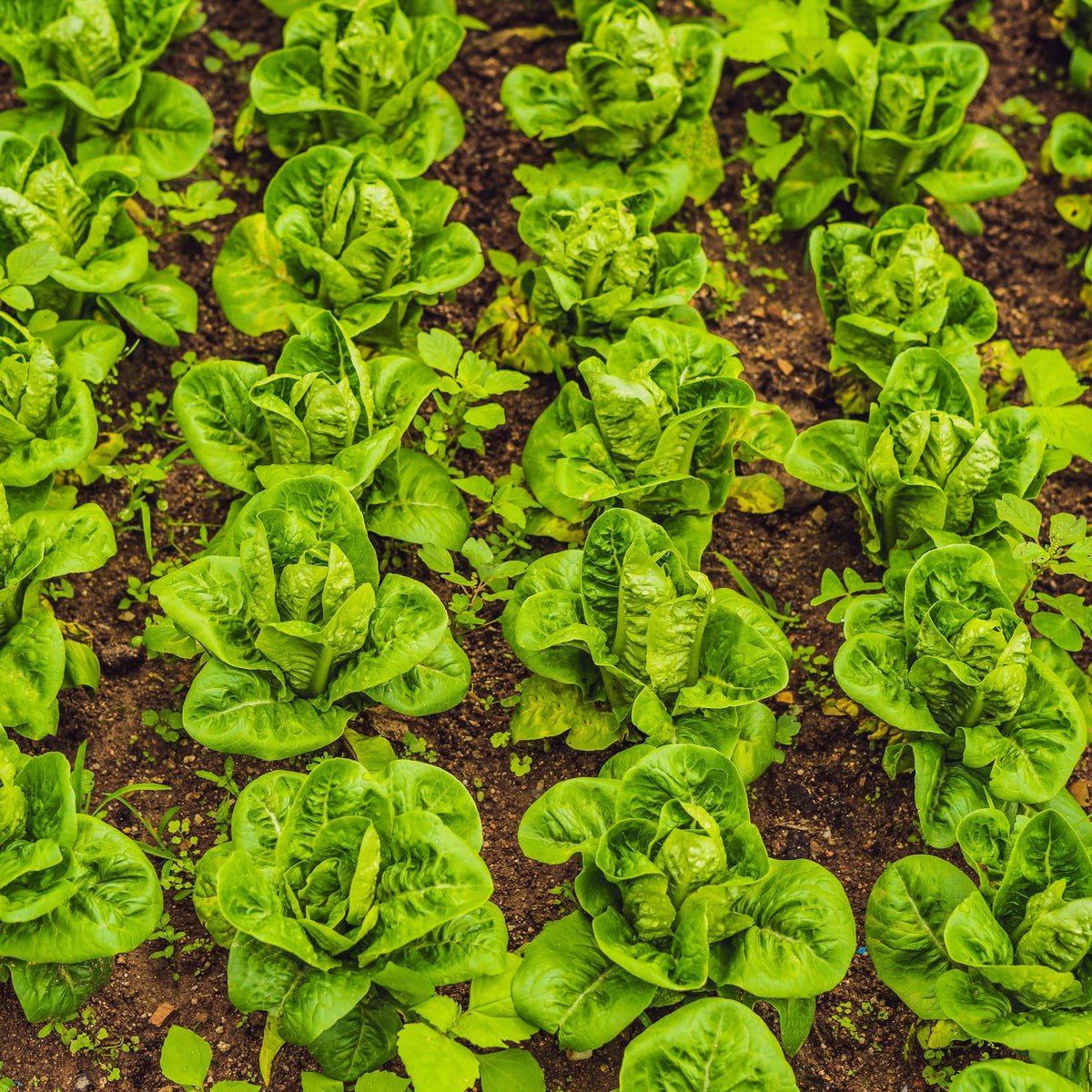 Buttercrunch Lettuce Seeds - Lactuca Sativa, 505 seeds