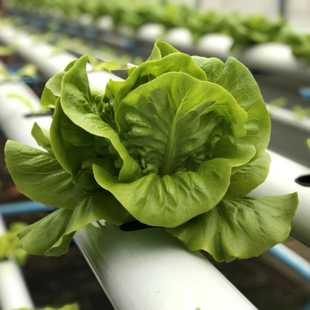 Buttercrunch Lettuce Seeds - Lactuca Sativa, 505 seeds