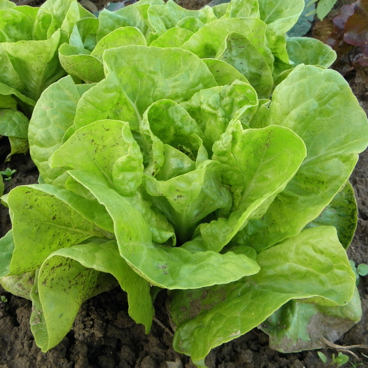 Buttercrunch Lettuce Seeds - Lactuca Sativa, 505 seeds