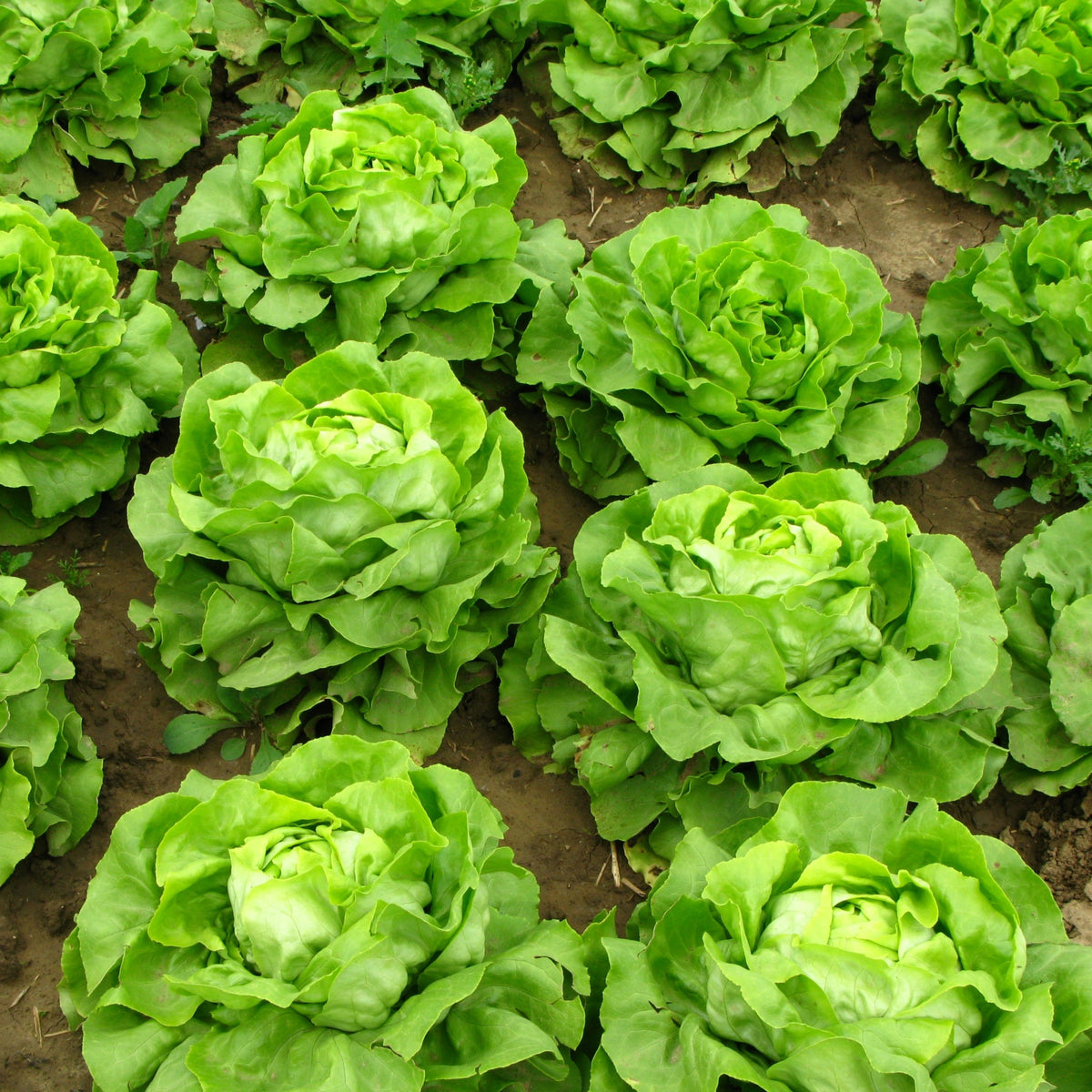 Buttercrunch Lettuce Seeds - Lactuca Sativa, 505 seeds