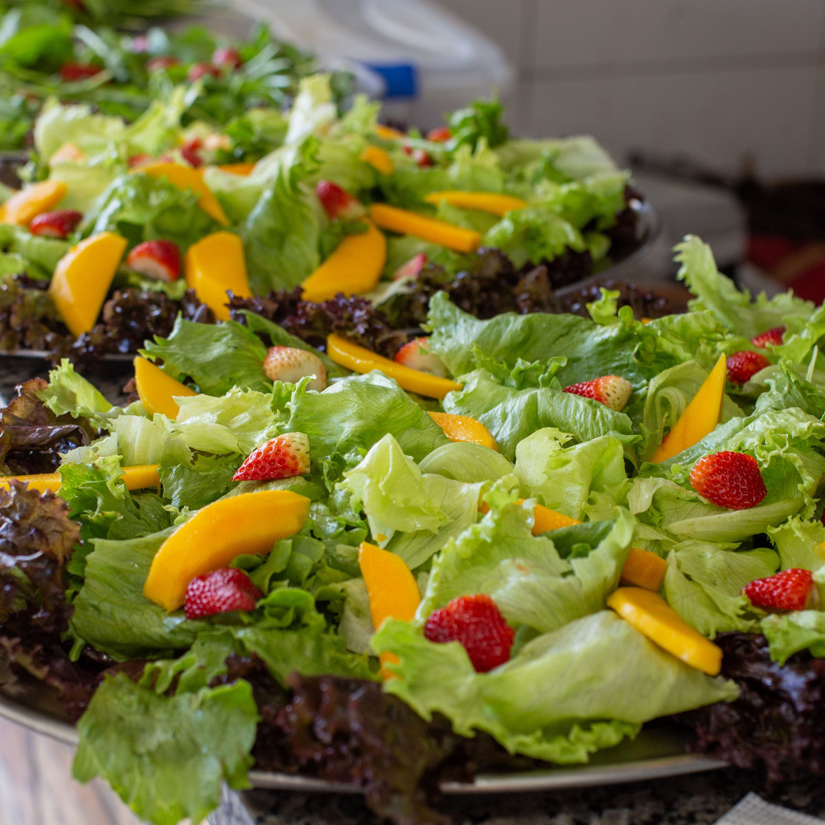 Buttercrunch Lettuce Seeds - Lactuca Sativa, 505 seeds
