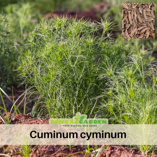 Cumin Seeds - Cuminum Cyminum, Aromatic Seeds, 105 seeds