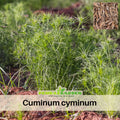 105 Seeds| Cumin Seeds - Cuminum cyminum - Annual Herb for Culinary Spice Garden Outdoor Beds and Containers, Aromatic seeds, Ornamental Feathery Foliage#6019