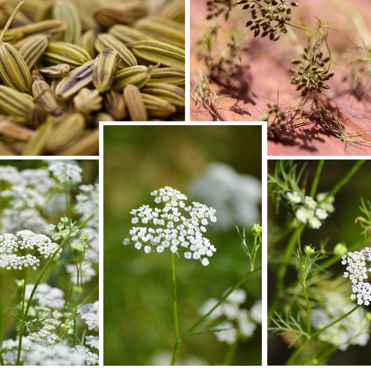 Cumin Seeds - Cuminum Cyminum, Aromatic Seeds, 105 seeds